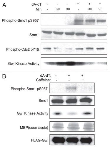 Figure 2 DNA damage inhibits Gwl activity. (A) Interphase Xenopus egg extracts with or without dA-dT (20 ug/ml) were incubated at room temperature for 15 (−), 30 or 90 min, as indicated. Fifteen min before harvest, the extract was transferred to a tube containing a FLAG-Gwl bead pellet corresponding to the amount of Gwl expressed in three oocytes. At the end of the incubation, Gwl beads were spun down and used for kinase assay as described in Materials and Methods. The supernatant was supplemented with SDS-PAGE sample buffer and then analyzed by western blotting for phospho-Smc1, Smc1 and phospho-Cdc2. An autoradiograph of phosphorylated MBP is shown. (B) Interphase egg extracts were supplemented with or without dA-dT and caffeine (10 mM) as indicated for 10 min. Then extract was added to a tube containing a FLAG-Gwl bead pellet corresponding to the amount of Gwl expressed in three oocytes. After a further 20 min incubation, the beads were re-isolated by centrifugation and used for determination of Gwl kinase activity as described in Materials and Methods. The supernatant was analyzed by western blotting for phospho-Smc1 and Smc1. Equal loading in the immune-complex kinase assay was verified by western blotting of the assay for FLAG-Gwl and by Coomassie staining of the assay substrate (MBP). Liquid scintillation counting of the excised MBP bands indicates approximately 80% inhibition of Gwl activity after 30 min of DNA damage (data not shown).