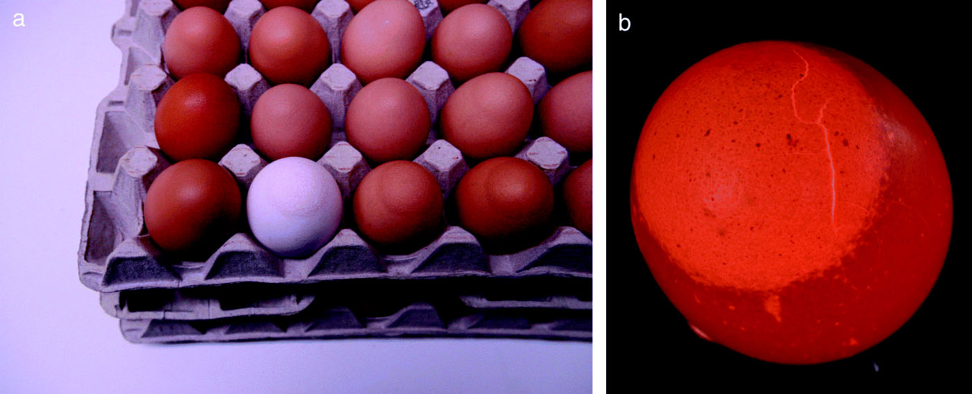 Figure 2.  2a: Eggshell apex abnormality characterized by an altered shell surface, shell thinning, increased translucency, and the occurrence of cracks and breaks. Eggshell pathology is confined to a region approximately 2 cm from the apex. The picture shows eggs originating from brown and white layer chickens. 2b: The clear demarcation zone separating the affected eggshell from the remainder of the shell is more apparent at candling. The abnormal eggshell has increased translucency.