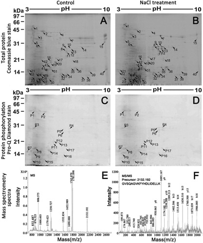 Figure 1. 2-DE total protein and phosphoprotein maps of Arabidopsis thaliana roots under salt treatment and identification of beta-glucosidase 23 by MS analysis. (A: The 2-DE total protein patterns of Arabidopsis thaliana wild-type root; B: The 2-DE total protein patterns of Arabidopsis thaliana salt root under salt treatment; C: The 2-DE phosphoprotein patterns of Arabidopsis thaliana wild-type root; D: The 2-DE phosphoprotein patterns of Arabidopsis thaliana wild-type root under salt treatment (the spots marked by numbers indicate that over 2 times differential root proteins); E: The MALDI-TOF-MS map of beta-glucosidase 23; F: The MS/MS spectra of peptide m/z 2132.192).