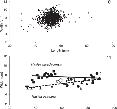 Figs 10, 11. Distribution of lengths and widths in Haslea karadagensis and H. ostrearia. 10. Values measured in natural populations of H. karadagensis collected between April and May 2008 (n = 1148 cells). 11. Relationship between mean values of width and length measured on the different clones of both species maintained in cultures. The equations of the fitting lines are: y = 0.01 x + 8.21 for H. karadagensis (n = 22, R2 = 0.08), y = 0.03 x + 4.28 for H. ostrearia (n = 21, R2 = 0.63). Also included are mean values from available literature for Haslea/Navicula ostrearia from (a) Molisch (Citation1903), (b) Proshkina-Lavrenko (Citation1963), (c) Robert (Citation1973), (d) Massé et al. (Citation2001).