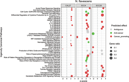 Figure 5. Canonical pathways significantly altered by Neisseria flavescens. Microarray data obtained from co-cultures of OSCC cell lines with N. flavescens were analyzed with Transcriptome Analysis Console to identify differentially expressed genes (DEGs), which were in turn processed with Ingenuity Pathway Analysis to identify significantly upregulated and downregulated pathways (P ≤ 0.05; z-scores ≤ −2 or ≥ 2). The effect (red/green) was predicted based on the direction (z score) and known association of the particular pathway with cancer (see text for more details). Gene ratio indicates number of genes from the list that maps to a particular pathway divided by the total number of genes that map to the same pathway.