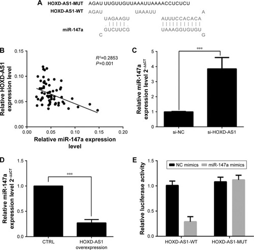 Figure 3 HOXD-AS1 negatively regulates the expression of miR-147a in NSCLC cells.