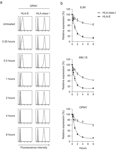 Figure 5. Blockade of the delivery of de novo synthesized molecules from the ER reveals that HLA-E molecules have a shorter cell surface half-life on MM cells compared to classical HLA class I molecules.HLA class I and HLA-E expression on MM cell lines following treatment with the ER to Golgi blocking agent brefeldin A (BFA). (a) Representative example of the HLA class I and HLA-E expression on the MM cell line OPM1 up to 8 hours after exposure to BFA. Histogram lines – HLA class I or HLA-E expression, tinted histograms – isotype controls. (b) Expression of HLA class I (open squares) and HLA-E (filled squares) on MM cells treated with BFA relative to unexposed MM cells up to 8 hours from start of exposure (n = 5). Symbols, mean. Error bars, standard deviation.