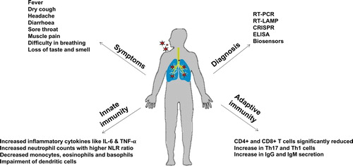 Figure 4. Immune responses and symptoms during SARS-CoV-2 infection and diagnostic tools for virus detection.