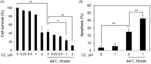 Figure 1. OZ increased HT-induced apoptosis in Molt-4 cells. (A) The cells were treated with HT (44 °C, 10 min) combined with or without OZ (0.25, 0.5, 1 and 2 μM) for 1 h and then incubated at 37 °C. Cell survival analysis was carried out by cell counting kit-8 after 24 h. (B) Cells were pre-treated with 1 μM OZ for 1 h and then exposed to HT (44 °C, 10 min). Cells were harvested 24 h after incubation and stained with Annexin V-FITC and PI for flow cytometry. The results are presented as mean ± SD (n = 3). **p < 0.01 vs. control, *p < 0.05, **p < 0.01 compared with HT-treated cells.