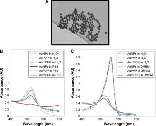 Figure 1 Gold nanoparticle (AuNP) synthesis and characterization.Notes: (A) Transmission electron micrography of spherical monodispersed citrate-stabilized AuNPs (12±3 nm); (B, C) Ultraviolet-visible absorbance spectra of AuNP stability after modification with PVP and mPEG in physiological salt solution (PSS) and culture media.Abbreviations: PVP, polyvinylpyrrolidone; mPEG, mercapto polyethylene glycol.