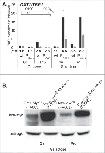 Figure 8. Gat1 overproduction impairs cell growth. GAT1-MYC13 (FV063, wt) and PGAL1-(M40)GAT1-MYC13 (FV666, PGAL1) cells were grown in YNB with glucose (Glu) or galactose (Gal) as the carbon source, and glutamine (Gln) or proline (Pro) as the nitrogen source. The doubling time (g) was measured and is indicated for each strain and culture condition. (A). Total RNA was extracted and GAT1 mRNA levels were quantified by quantitative RT-PCR with primer pairs GAT1O1-O2 and GAT1O3-O4. (B). Total protein extracts were prepared and subjected to Western blot analysis using anti-myc antibodies. Loading uniformity was assessed using anti-pgk1 antibodies.