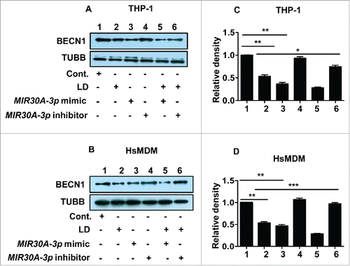 Figure 10. Leishmania-specific downregulation of BECN1 is mediated by MIR30A-3p. Effect of MIR30A-3p on BECN1 expression in THP-1 cells (A) and human peripheral blood monocyte derived macrophages (B) infected with L. donovani. Cells were transfected with the MIR30A-3p mimic (lane 3) and the MIR30A-3p inhibitor (lane 4) for 48 h. Cells transfected with the MIR30A-3p mimic (lane 5) and the MIR30A-3p inhibitor (lane 6) for 48 h were further infected with L. donovani for 36 h. Cell lysates from uninfected cells (lane 1) and cells infected with L. donovani for 36 h (lane 2) were used as controls to compare the expression status of BECN1. Protein levels of BECN1 were detected by western blot in the cell lysates using anti-BECN1 antibody. TUBB was used as the loading control. The data are representative of 3 independent experiments. Bar diagram showing fold-changes in protein expression using densitometric analysis of the corresponding western blot of THP-1 cells (C) and HsMDM (D). (Unpaired t test with the Welch correction; ***, P < 0.001; **, P < 0.01; *, P < 0.05). cont., control; LD, L. donovani; HsMDM, human monocyte-derived macrophages.