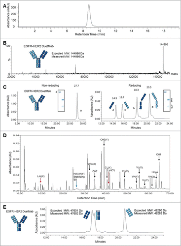 Figure 2. Physico-chemical characterization of purified EGFR-HER2 DuetMab. (A) Analytical size-exclusion chromatogram of intact EGFR-HER2 DuetMab. (B) Overlay of deconvoluted MS. Indicated is the theoretical and measured mass of intact EGFR-HER2 DuetMab after delglycosylation. (C) RP-HPLC and SDS-PAGE analysis. Under non-reducing conditions, EGFR-HER2 DuetMab migrates as an intact molecule with a single elution peak. Under reducing conditions, EGFR-HER2 DuetMab elutes in 4 stoichiometric fractions corresponding to the 2 heavy and 2 light chains. Numbers represent the retention time in minutes for each peak and lowercase letters represent the migration profile of the corresponding peak in SDS-PAGE. (D) Non-reduced UV trace of peptide mapping of EGFR-HER2 DuetMab after Lys-C digestion and analysis by LC-MS. The half antibody comprised of the anti-EGFR is referred as (X) while the half antibody comprised of the anti-HER2 is referred as (Y). The peaks corresponding to expected disulfide-linked peptides of CH1-CL are labeled in red arrows. The disulfide linked CH3 peptide is labeled in blue arrow. No peptide corresponding to non-cognate chain pairing were found (more detail in Table 2). (E) RP-HPLC analysis of papain digested EGFR-HER2 DuetMab. DuetMab eluted in 3 stoichiometric fractions corresponding to the heterodimeric Fc and 2 differentiated Fabs.