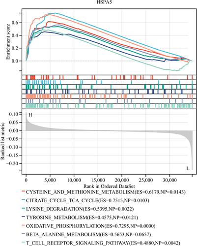 Figure 7 Single-gene GSEA analysis based on the median value of HSPA5 gene expression level.