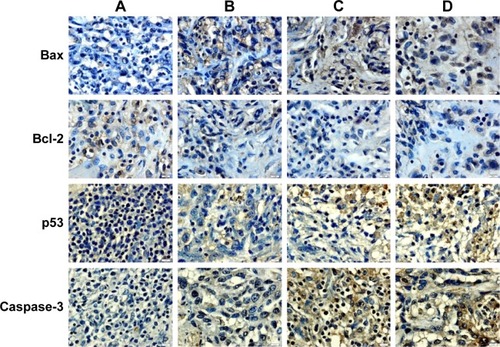 Figure 7 Immunohistochemical results of apoptotic markers.
