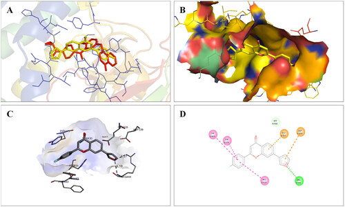 Figure 17. Interaction analysis of 14 with PARP2. (A) Overlay of 14 (yellow) with co-crystallized ligand (pink). (B) Orientation of 14 in the active site PARP2 protein. (C) 3D docked pose of 14 showing hydrogen bond interaction. (D) 2D docked pose of 14 showing hydrogen bond and hydrophobic interactions in the active site of PARP2 protein.