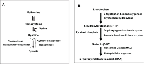 Figure 5 A) Homocysteine catabolism to pyruvate and vitamin B6 (pyridoxine)-transaminase. B) Pathway for the synthesis of serotonin from tryptophan and pyridoxine as a coenzyme.