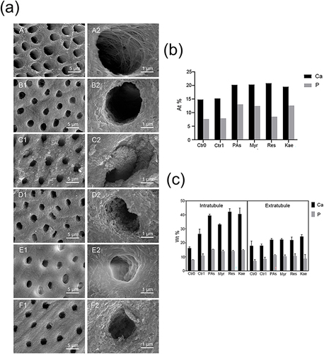 Figure 5 Representative SEM images (a) of dentin surfaces after different treatments. (A1 and A2) No treatment; (B1 and B2) Polyphenol-free/ethanol solution pretreatment + remineralization; (C1 and C2) Proanthocyanidins/ethanol solution pretreatment + remineralization; (D1 and D2) Myricetin/ethanol solution pretreatment + remineralization; (E1 and E2) Resveratrol/ethanol solution pretreatment + remineralization; (F1 and F2) Kaempferol/ethanol solution pretreatment + remineralization. Magnification: ×10,000 (A1–F1); ×50,000 (A2–F2). (b) The results of the mapping of each group (At%: Atomic percentage). (c) The results of the EDS of each group (Wt%: Weight percentage).
