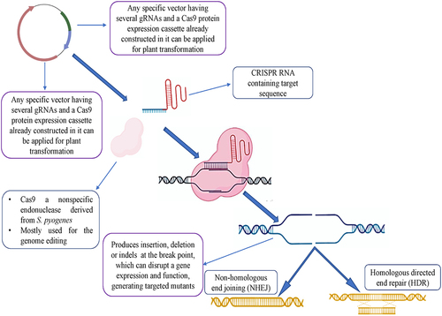 Figure 2. Schematics show the mechanistic workflow of the CRISPR/Cas system and its precise catalysis by inducing editing through NHEJ or HDR, employed to improve crops.