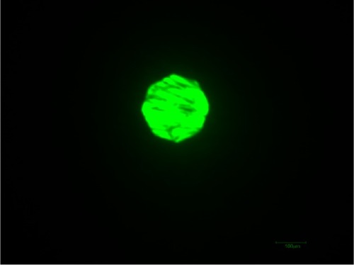 Figure 4 After reducing the diaphragm size of the light source of the phase contrast microscope, at 10× magnification, the field of view covered around 15 PDL cells of about 200 μm diameter.