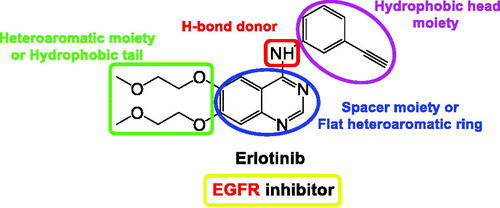 Figure 3. The common pharmacophoric properties of the FDA-approved EGFRI (erlotinib).