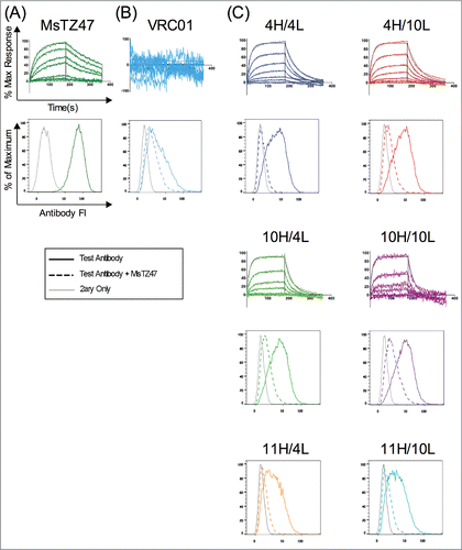 Figure 6. Validation of TZ47 variant binding activity and epitope specificity to soluble and cell-surface expressed B7H6. Shown are the normalized response curves for BLI testing at concentrations ranging from 26–1667 nM and histograms of fluorescence intensities of RMA-B7H6 cells stained with test antibody alone (solid color), test antibody +Ms TZ47 (dashed color), and secondary reagents only (solid gray) of the murine TZ47 (A), negative control VRC01 antibody (B), and humanized TZ47 variants (C).