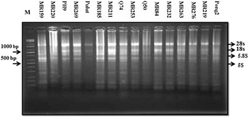 Figure 2. Total RNA extracted from the leaves of 16 rice varieties using method 3 (TRIzol), followed by analysis using 1.5% agarose gel electrophoresis and staining with ethidium bromide (2 µg/mL for 10 min).