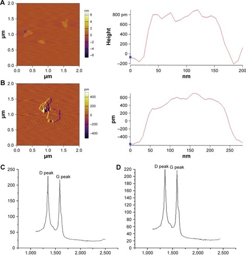 Figure 1 Characterization of GO and rGO nanosheets.Notes: AFM characterization of the surface topography of (A) GO and (B) rGO. Raman spectroscopy of (C) GO and (D) rGO.Abbreviations: GO, graphene oxide; rGO, reduced graphene oxide; AFM, atomic force microscopy.
