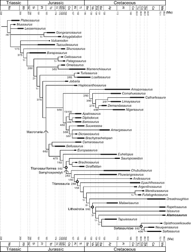 Figure 15. Results of first phylogenetic analysis based on data set of Lacovara et al. (Citation2014). Strict consensus of 40 equally most parsimonious trees (length = 958 evolutionary steps; consistency index = 0.4238, retention index = 0.7072) set upon a geological timescale (Gradstein et al. Citation2012). Thickened branch sections indicate approximate temporal range for each terminal taxon. Temporal ranges of taxa were taken from multiple sources (Borsuk-Bialynicka Citation1977; Upchurch et al. Citation2004; Weishampel et al. Citation2004; de Jesus Faria et al. Citation2015). Open circles at nodes indicate a node-defined clade name. Arcs on branches indicate a stem-defined lineage name. See Table 1 for name definitions. Numbers at nodes indicate bootstrap and decay index (Bremer value), formatted as decay index/bootstrap value. A dash (-) indicates a decay index of 0 and/or bootstrap value < 50%.