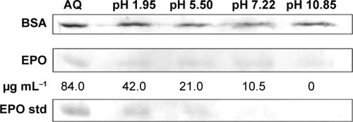 Figure 4 Unbound BSA and EPO in EPO-TAMNLC suspension at various pHs.
