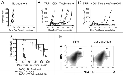Figure 4. Asialo-GM1+ cell depletion does not enhance the rejection of established melanoma to the same extent as NK1.1+ cell depletion. RAG−/− mice were inoculated subcutaneously with 3×105 B16.F10 on day 0 and left untreated (A), received ACT of 5×104 TRP-1-specific CD4+ T cells on day 7 (B), or received ACT on day 7 plus 20 μL of anti-Asialo-GM1 intraperitoneally on days 2, 0, 7, and 14 (C). A, B, and C show tumor area as a function of time post tumor inoculation for each mouse in each experimental group. *, p < 0.05. (D) Percent survival for each of the aforementioned experimental groups was plotted as a function of time post tumor inoculation. There is no significant difference between the survival of mice treated with TRP-1 cells vs. mice treated with TRP-1 cells plus anti-Asialo-GM1, p > 0.05. (E) On day 21 post tumor inoculation, splenocytes were isolated from the indicated experimental groups and analyzed for the presence of NK cells.