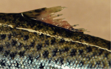 Figure 9. Dorsal fin of anadromous brown trout injured by salmon lice (photo: Ø. Skaala).