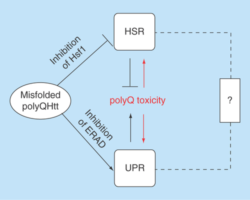 Figure 2.  The heat shock response and the unfolded protein response act together in exacerbating polyQ toxicity in Huntington's disease.The ‘?’ indicates a possible albeit hitherto mostly unexplored direct connection between the HSR and the UPR.ERAD: Endoplasmic reticulum-associated protein degradation; HSR: Heat shock response; UPR: Unfolded protein response.