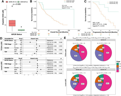 Figure 2 (A) IC50 values of cisplatin in GDSC-LUSC cell lines with or without IGF2R mutations. (B) The Kaplan-Meier method was used to assess the overall survival of patients with IGF2R mutations (green) and IGF2R wild-type (orange) in the dataset of 480 patients with LUSC (TCGA database). (C) For PFS, the Kaplan-Meier method revealed IGF2R mutations (green) and wild-type IGF2R (orange) in the dataset of 58 patients with LUSC (the Local-LUSC cohort). (D) The association between several clinical features, IGF2R status and prognosis using the univariable Cox model in TCGA-LUSC/Local-LUSC cohorts. (E) Comparison of the differences in TNM stage between the IGF2R-MT and IGF2R-WT groups in TCGA-LUSC/Local-LUSC cohorts.