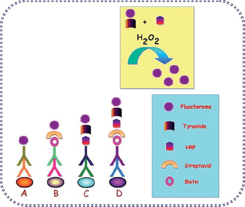 Figure 4. Diagrammatic illustration of immunofluorescent antibody testing.