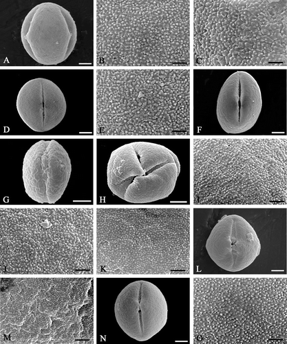 Figure 1 Scanning electron micrographs ofEnkianthus pollen. A–C. E. chinensis (Forrest 30465, TI). D–E. E. deflexus (Yamazaki 2537, TI). F–K. E. campanulatus: (F, J, & K) Takahashi 511, SAPS. (G & I) Sukawa s.n., SAPS. (H) Tatewaki et al. s.n., SAPS. L–M. E. campanulatus var. longilobus (Tashiro s.n.; TI). N, O. E. campanulatus var. palibinii (Tatewaki s.n.; SAPS). Pollen grains in equatorial view (A, D, F, G, L & N); syncolpate grain at polar view (H); micrographs with mesocolpial exine details (B, E, I, J, K, M & O); apocolpial exine (C). Scale bar – 5 µm (A, D, F–H, L, N); 1 µm (B, C, E, I–K, M, O).