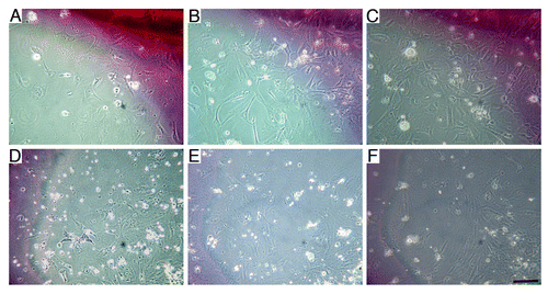 Figure 1. Defective in vitro expansion of cybrids cells. The concentration of control haploid [l]xl embryonic cells (A-C) in a given area of a culture dish visibly increased over time, while that of [l]xt cybrid cells (D-F) did not. Pictures in (B, E) and (C, F) were taken 5 and 13 d, respectively, after those in (A, D). Scale bar: 0.1 mm.