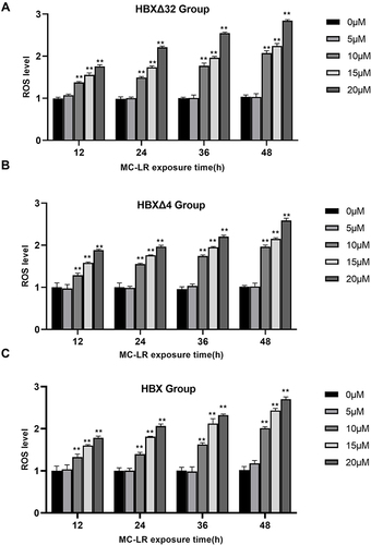 Figure 2 The variation in ROS levels in HepG2 cells after MC-LR exposure. The intracellular ROS levels in the (A) HBXΔ32, (B) HBXΔ4 and (C) HBX groups began to increase when MC-LR ≥ 10 µM and the exposure time ≥ 12 h in a concentration-time-dependent manner and peaked at MC-LR =20 µM and the exposure time = 48 h, and were significantly higher than the NC group. Data are presented as the ratio; *P < 0.05, **P < 0.01.