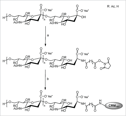 Figure 2. Scheme of the conjugation process used for production of meningococcal serogroup C antigen of MenACWY-CRM conjugate vaccine.