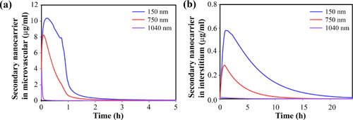 Figure 13. Temporal distribution of secondary nanoparticles of 12 nm (a) in tumor microvascular network, (b) in extracellular space.