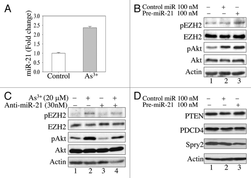Figure 4. MiR-21 enhances As3+-induced Akt activation by downregulating Spry2. (A) As3+ induces miR-21 expression in BEAS-2B cells. The cells were cultured in the presence or absence of 20 μM As3+ for 6 h. The expression levels of miR-21 were determined by real-time PCR. (B) Overexpression of miR-21 precursor activates Akt and induces EZH2 S21 phosphorylation. Cells were transfected with 100 nM control miRNA or miR-21 precursor. EZH2 phosphorylation and Akt activation were determined by western blotting 24 h after transfection. (C) BEAS-2B cells were transfected with 30 nM anti-miR-21 (miR-21 inhibitor). Twenty-four hours later, the cells were incubated in the presence or absence of 20 μM As3+ for 2 h. EZH2 S21 phosphorylation and Akt activation were determined in cell lysates by western blotting. (D) Overexpression of miR-21 precursor downregulates Spry2. BEAS-2B cells were transfected with 100 nM control miR or 100 nM miR-21 precursor. The protein levels of PTEN, PCDC4 and Spry2 were determined 24 h after transfection. Data are representative of three experiments.
