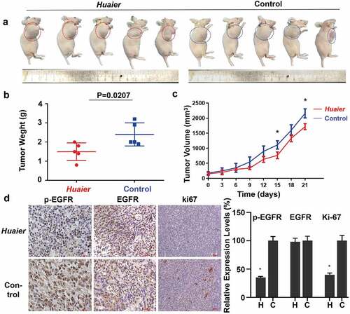 Figure 6. Huaier inhibits NSCLC in vivo. (a) Representative images of the tumor treated with Huaier or not. (b) In the end of the experiment, we sacrificed mice and obtained tumor weight. Tumor weight (in g) on the day 21 was shown in the graph. (c) We recorded and compared tumor volumes every three days. Tumor volume (in cm3) over a total of 21 days was shown in the graph. Data represents mean ± SD, *p < 0.05. (d) We used immunohistochemistry to analyze p/t-EGFR and Ki-67 expression. Data represents mean ± SD, *p < 0.05. The high quality/resolution H&E and immunohistochemistry images contained in Supplementary Material 6.