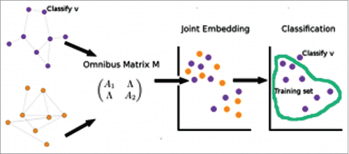 Figure 6. (A)depiction of joint vertex classification. An illustration of joint vertex classification, which embeds the joint adjacency matrix – the omnibus matrix, and classifies on the embedded space.