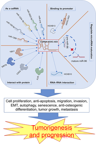 Figure 6 Main mechanisms of HOXC-AS3 in tumorigenesis and progression. The red “x” represents the inhibition of a specific process, and the blue dashed line signifies the interaction between components.