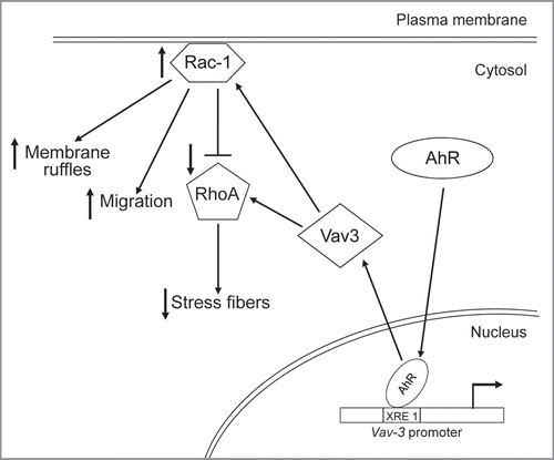 Figure 1 Proposed mechanism of AhR-dependent control of cell migration through interaction with Vav3 signaling. Under physiological cell conditions, AhR binds to the Vav3 promoter and regulates its constitute expression. Vav3 protein then serves as GDP/GTP exchange factor (GEF) for the small GTPases Rac1 and RhoA. Once in their GTP-bound form, Rac1 and RhoA modulate cell migration, plasma membrane protrusions and cytoskeleton reorganization. The inhibitory effect of high levels of Rac1 activity on RhoA-dependent control of stress fibers is considered (blunt arrow).