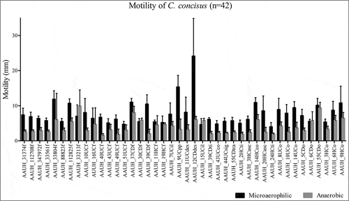 Figure 2. Motility varies significantly amongst isolates (Kruskal Wallis; p<0.05). Motility zone diameter (mm) of 42 C. concisus isolates evaluated under microaerophilic (black bars) or anaerobic (gray bars) conditions.