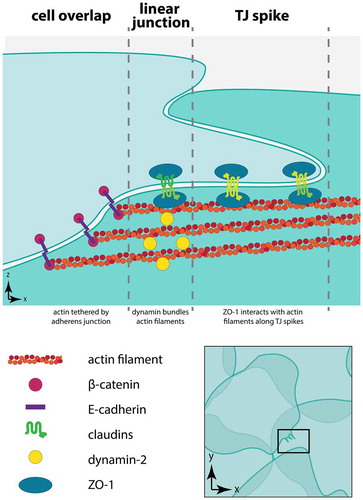 Figure 9. Organization of dynamin, actin, and junctions at tight junction spikes. This model represents three regions in squamous rat alveolar epithelial cells present near tight junction spikes. The region of overlap between neighboring cells is depicted with adherens junctions tethering actin filaments at cell–cell junctions. Dynamin localized to linear tight junctions bundles actin filaments, facilitating interactions with ZO-1 to enable formation of tight junction spikes