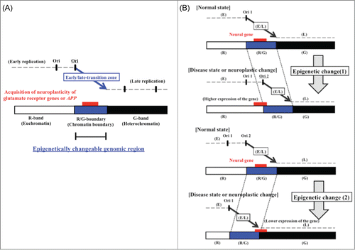 Figure 5. (A) Model of high-risk/high-return regions of the human genome located in transition regions of replication timing as the epigenetic molecular basis of neuroplastic changes. The model proposes that modifications of the chromatin structure during development of neural diseases (or neuroplastic changes) affect the timing of firing of replication origins. (B) Postulated changes in replication timing of a neural disease gene located in a transition zone. The panels illustrate how replication timing might switch from mid S phase to early or late S phase due to an increase (top panel) or decrease (bottom panel) in the number of active early replication origins at the edge of the early replication zone. Additionally, the chromatin environment of the neural disease gene might switch from that of an R/G chromosome band boundary to an R band or to a G band. Stalling of the replication fork in the vicinity of neural disease genes might also induce chromosomal amplifications (such as triplet repeat expansions) or chromosome rearrangements that affect gene function, possibly through influencing the rate of expression. The position of the neural disease gene (large gene) is indicated by the red rectangle. E, early replication zone; L, late replication zone; E/L, early/late-switch region; R, R band; G, G band; R/G, R/G band boundary; Ori, replication origin.