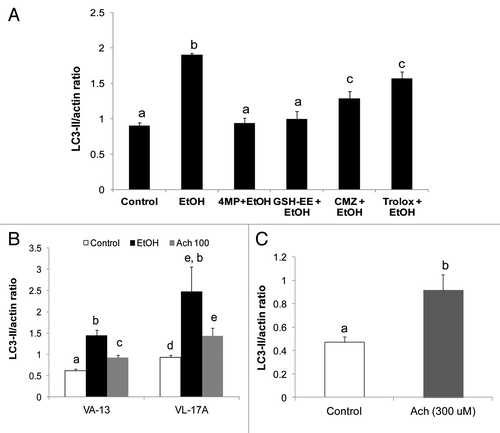 Figure 6. Ethanol and acetaldehyde exposures enhanced LC3-II levels in ethanol-metabolizing and nonmetabolizing Hep G2 cells. (A) LC3-II content after 24 h treatment with 50 mM ethanol with or without 5 mM 4-methylpyrazole (4MP), 5mM glutathione ethyl ester (GSH-EE), 100 µM chlormethiazole (CMZ) or 20 µM trolox. (B) LC3II content after 24 h exposure of VL-17A cells or VA-13 cells to 50 mM ethanol or to 100 µM acetaldehyde. (C) LC3-II levels in Hep G2 cells after treatment for 1 h with 300 µM acetaldehyde. Data are mean densitometric ratios of LC3-II to ACTB from quadruplicate culture flasks. Letters that are different from each other indicate that the data are significantly different from each other. Data with the same letter are not significantly different.