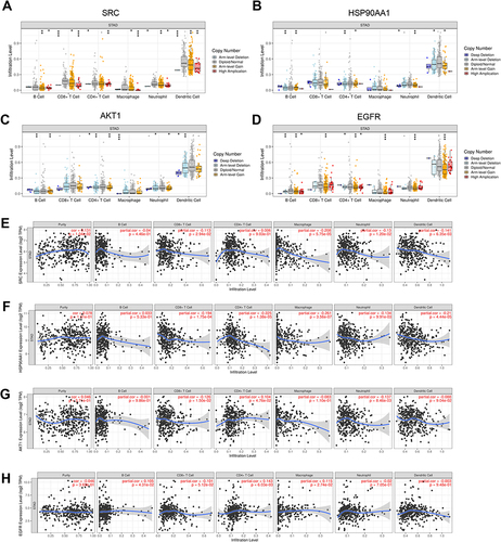 Figure 10 Relationship between core genes and immune cell infiltration in GC tissues. (A–D) Association between somatic copy number changes (SNCA) of SRC, HSP90AA1, AKT1, and EGFR and infiltration levels of dendritic cells, neutrophils, CD8+T cells, macrophages, CD4+T cells, and B cells in the (A–D). TIMER database. *P<0.05, **P<0.01, ***P<0.001. (E–H) Association between expression of SRC, HSP90AA1, AKT1, and EGFR and abundance of multiple immune cells (dendritic cells, neutrophils, CD8+ T cells, macrophages, CD4+ T cells, and B cells).