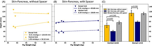 Figure 7. (A) Depth of the pancreas from the skin without a spacer (n = 3) and (B) the depth from the skin with a spacer (n = 5) versus animal weight. (C) Side-by-side comparison of ventral and dorsal limits. Probability values were obtained using Welch’s t-test.