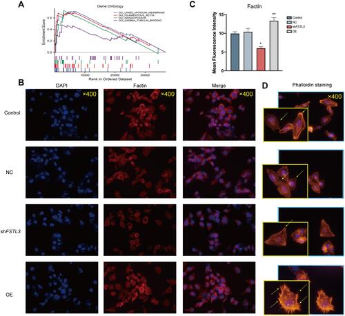 Figure 8 Immunofluorescence staining of F-actin under different levels of FSTL3 expression. (A) Gene Set Enrichment Analysis (GSEA) of FSTL3. (B–D) Effect of FSTL3 knock‐down and overexpression on F-actin and the cytoskeleton, detected using immunofluorescence and phalloidin staining 48 hours after transfection (*P < 0.05, **P < 0.01).