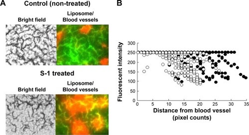 Figure 4 Effect of S-1 priming on intratumoral liposome diffusion. (A) Extravasation of PEGylated liposome (Red, DiI) from tumor vessels (Green, blood vessels). One representative picture from three independent tumors in each treatment group is shown. Magnification, ×400. (B) Liposome diffusion in the tumor interstitium of either control (open circles) or S-1 treated mice (solid circles). DiI-labeled PEGylated liposome was intravenously injected. For fluorescence angiography, 5 min before scarification, FITC-dextran was intravenously administered into the mice. Tumor sections were observed by a fluorescence microscope. At least ten randomly selected sections per tumor and 30 images were analyzed.Abbreviations: DiI, 1,1′-dioctadecyl-3,3,3′,3′-tetramethylindocarbocyanine perchlorate; FITC, fluorescein isothiocyanate; PEG, polyethylene glycol.