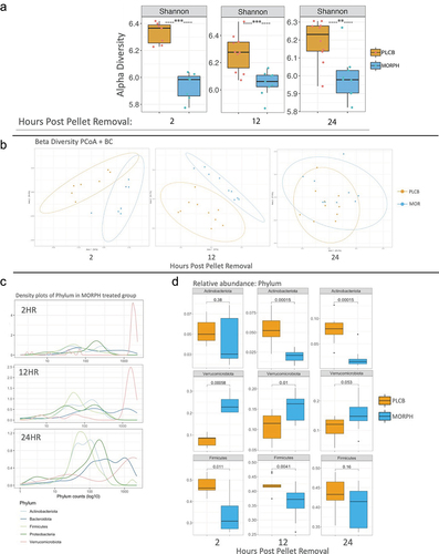 Figure 2. Microbiome shows partial recovery during withdrawal. 16s RNA sequencing of stool samples collected during behavior of two groups: morphine (MORPH) and placebo (PLCB). Box plot of alpha diversity measured by the Shannon alpha diversity index with statistical significance labeled with **p < .01, and ***p < .001(A). PcoA plots of beta diversity using the Bray-Curtis metric (b). All differences shown are significant. The phylum density (c) and box plots of relative abundance (d) with T-test and Mann–Whitney test used for statistical analysis and p values numerically represented above graphs. For all graphs in figure: n = 7–10 per group. Replicates were done with an n = 2–3 per group repeated four times.